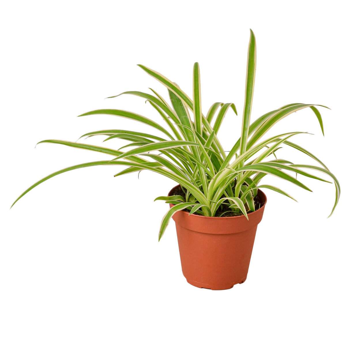 Spider Plant Reverse indoor houseplant