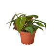 Philodendron 'Velvet' indoor houseplant