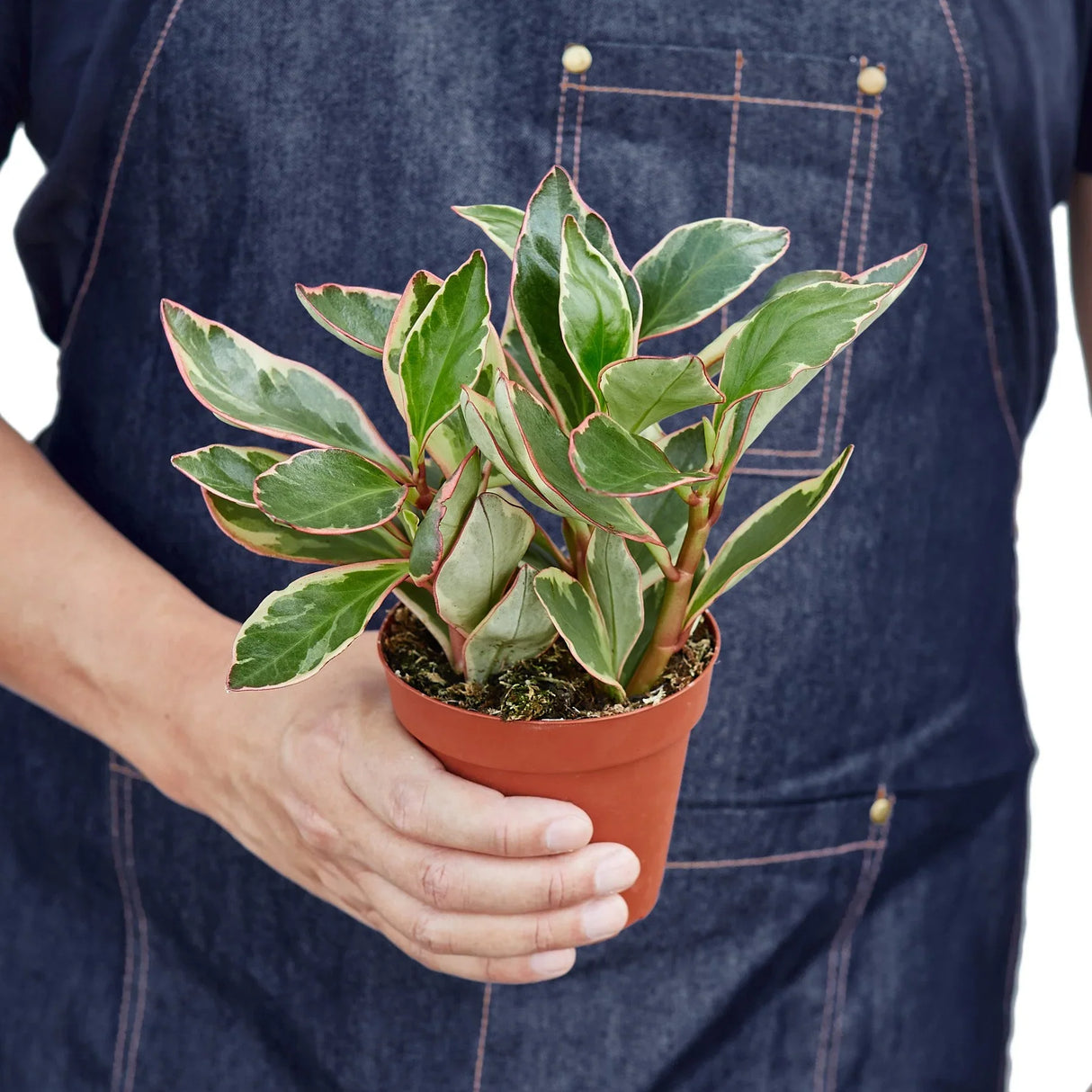 Peperomia 'Ginny' indoor houseplant