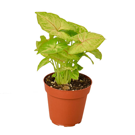 Syngonium Gold -  4" Pot indoor houseplant