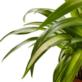 Spider Plant Hawaiian indoor houseplant