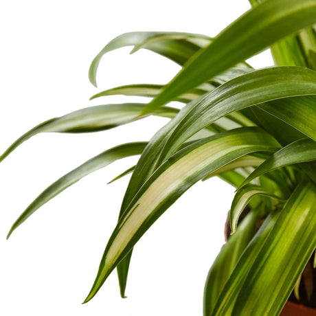 Spider Plant Hawaiian indoor houseplant