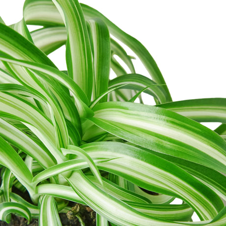 Spider Plant 'Bonnie' indoor houseplant