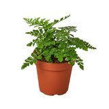 Austral Gem Fern indoor plant