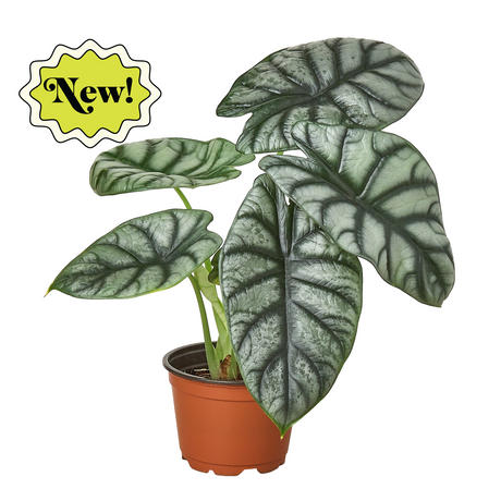 Alocasia Silver Dragon indoor plant