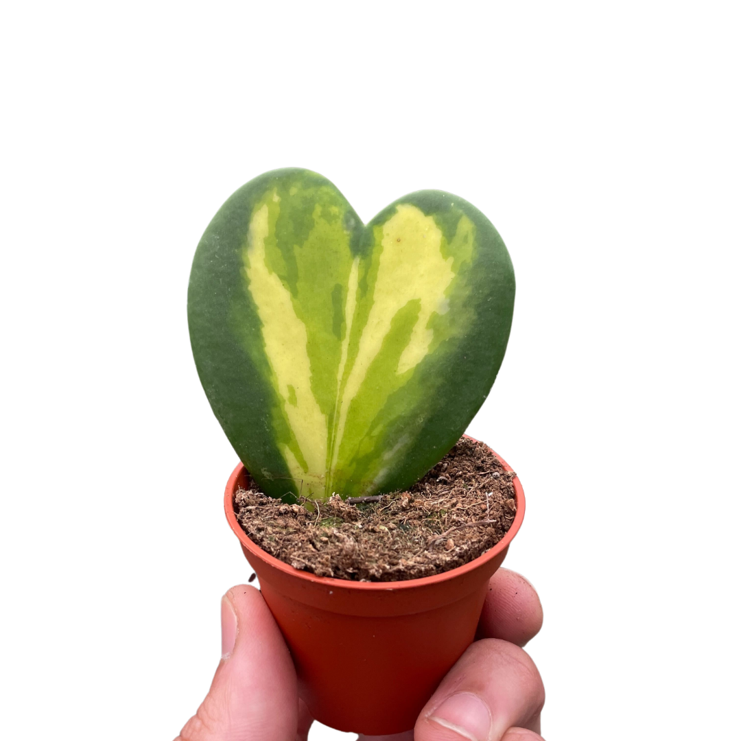 Hoya Heart Flame indoor house plant