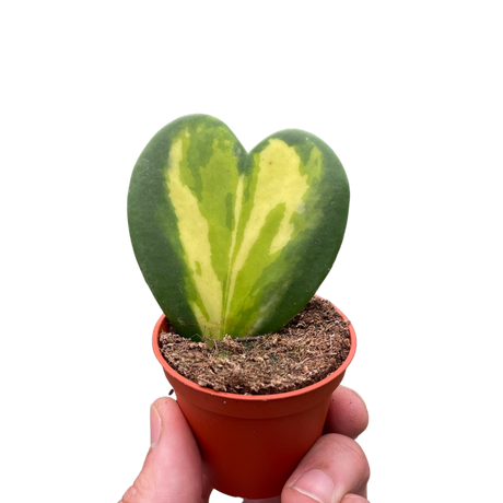 Hoya Heart Flame indoor house plant