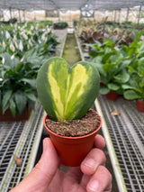 Hoya Heart Flame indoor house plant