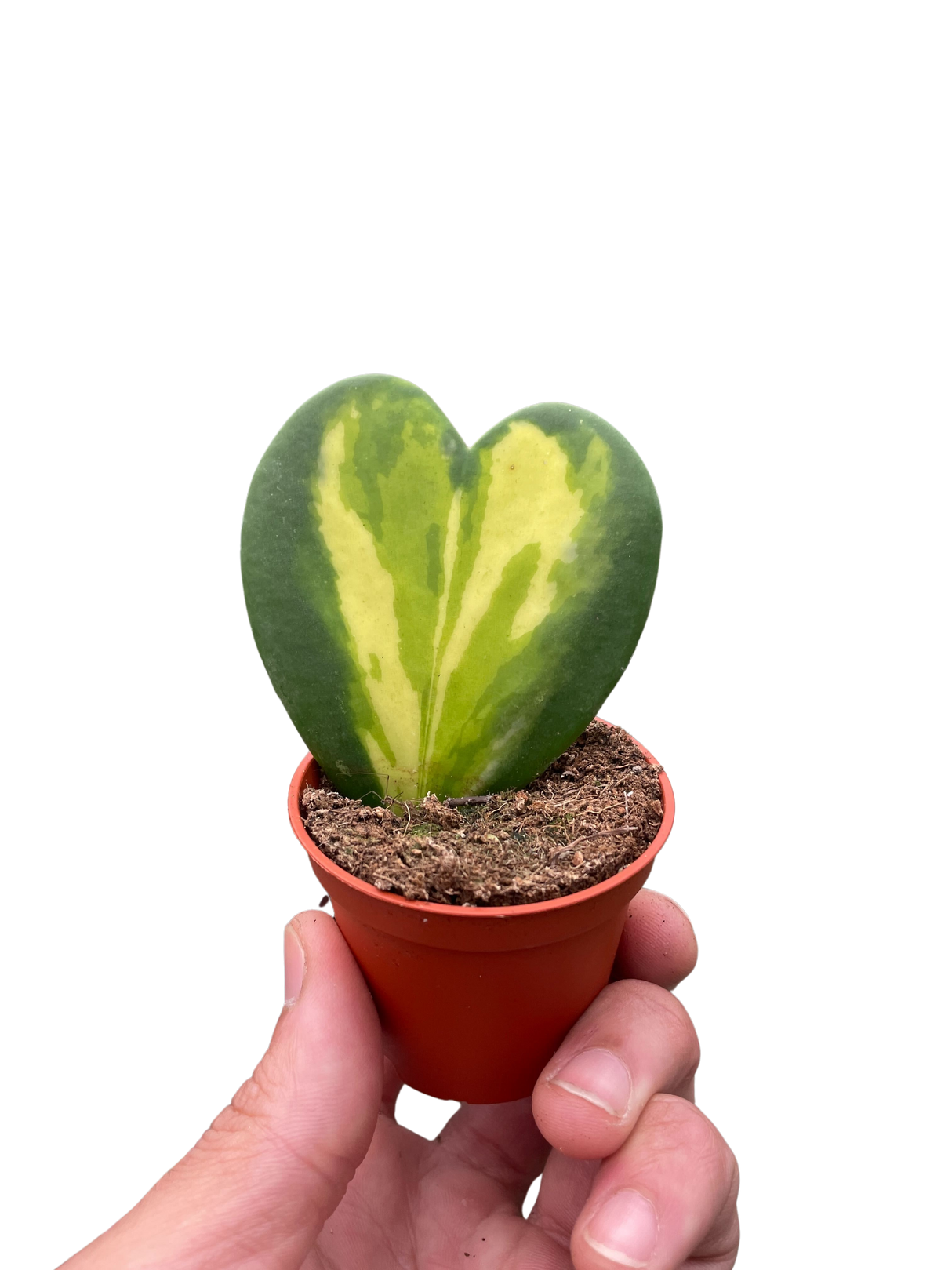 Hoya Heart Flame indoor house plant