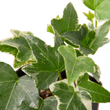 English Ivy 'Glacier' indoor house plant