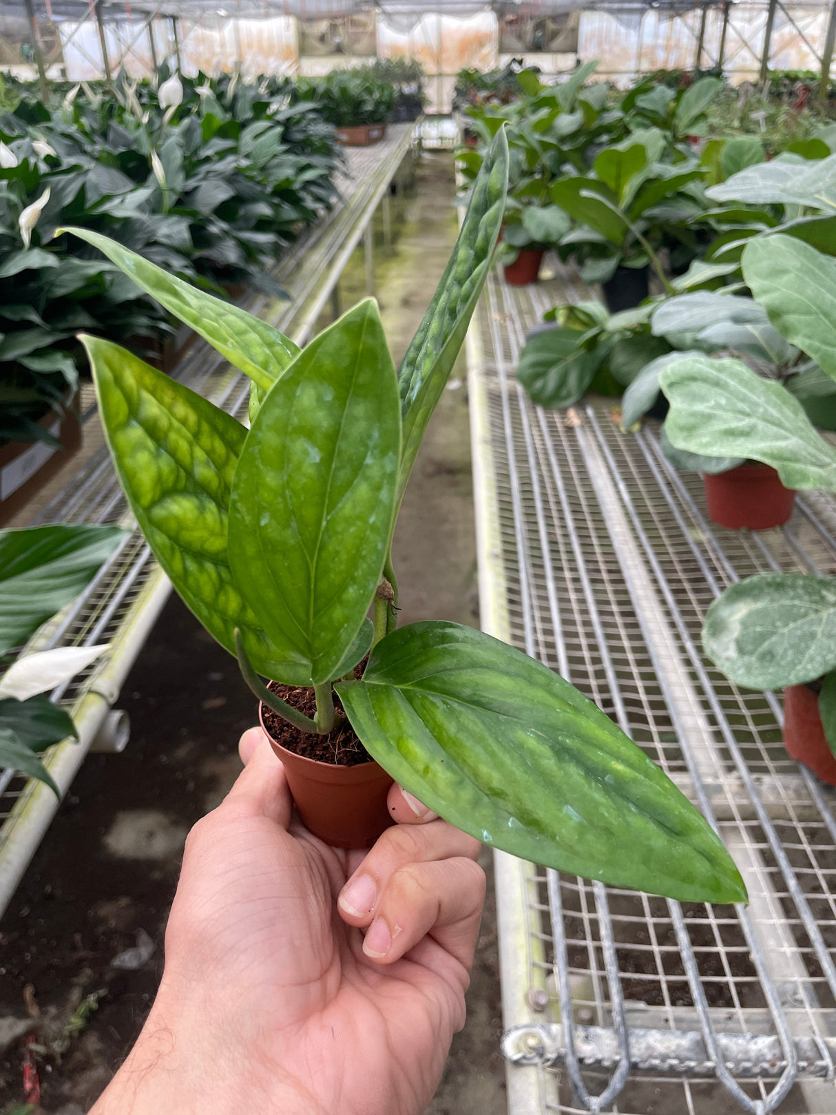 Monstera 'Peru' indoor house plant