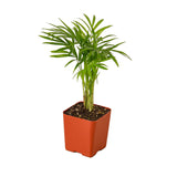 Parlor Palm indoor house plant