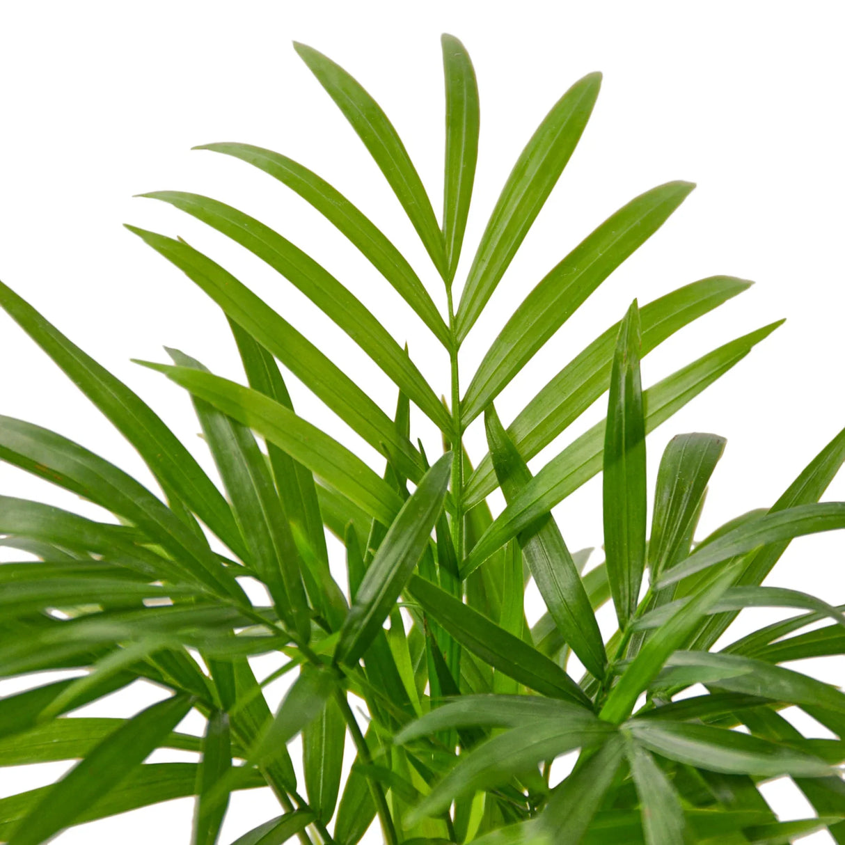 Parlor Palm indoor house plant