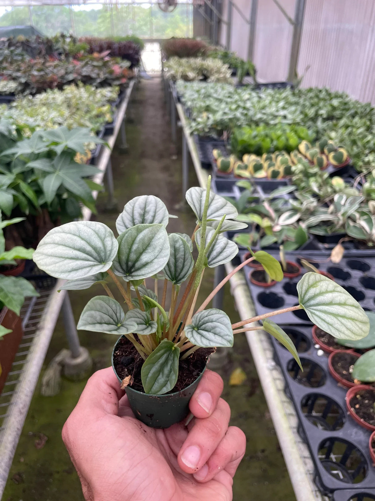 Peperomia 'Frost' indoor houseplant