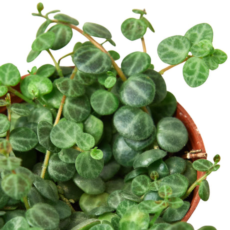 Peperomia Prostrata 'String of Turtles' indoor houseplant