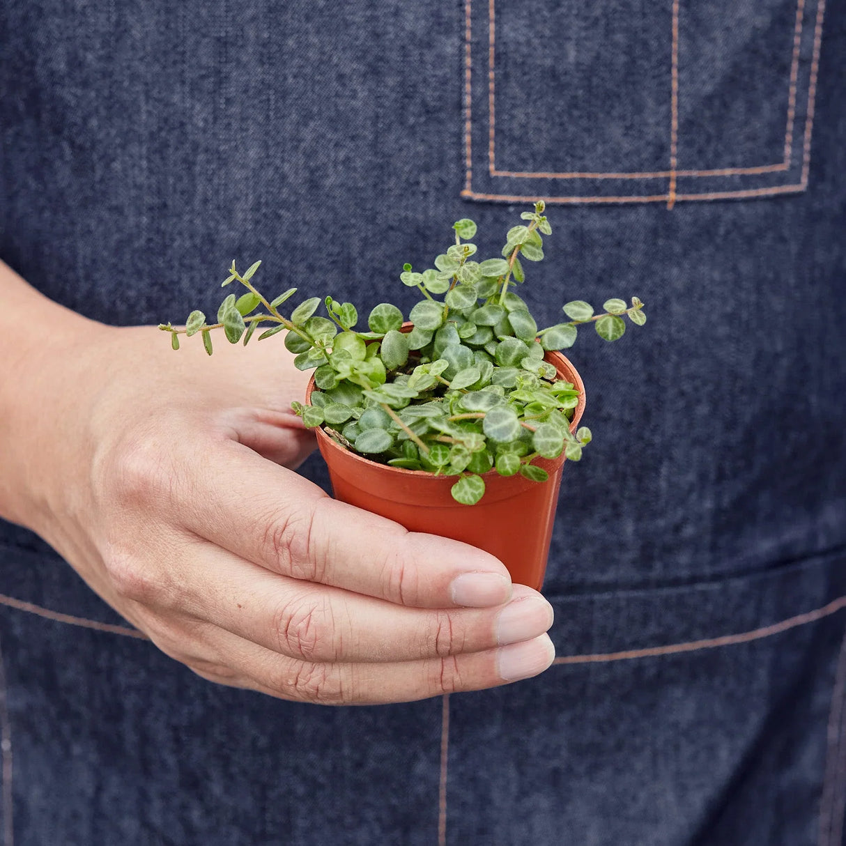 Peperomia Prostrata 'String of Turtles' indoor houseplant