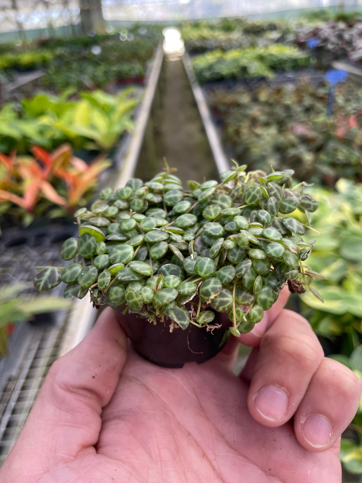 Peperomia Prostrata 'String of Turtles' indoor houseplant