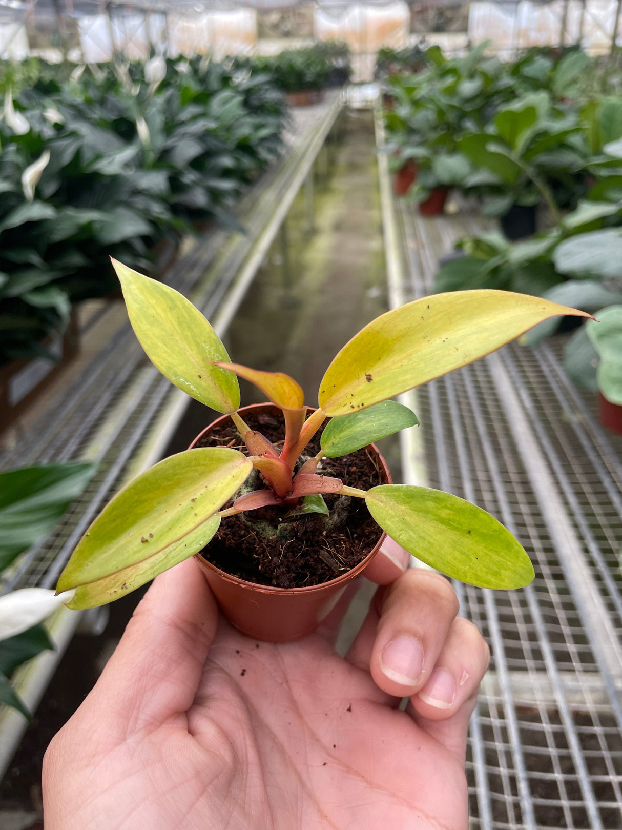 Philodendron 'Orange Marmalade' indoor houseplant