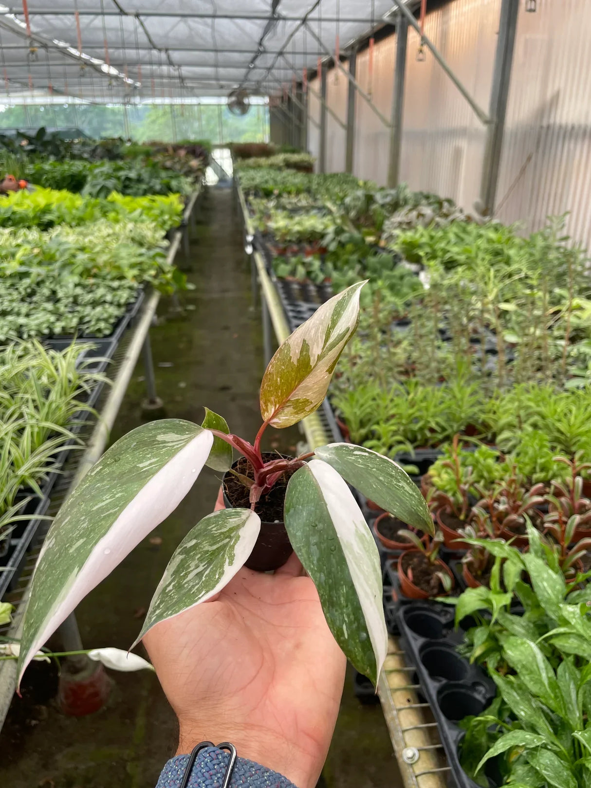 Philodendron 'Pink Princess' indoor hosueplant