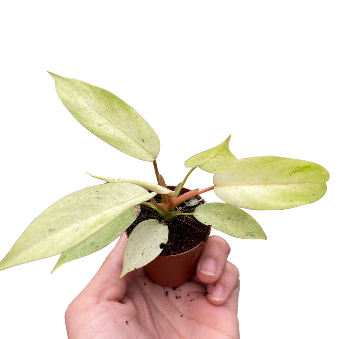 Philodendron 'Snowdrift' indoor houseplant