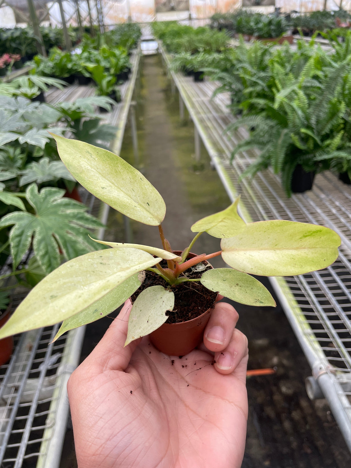 Philodendron 'Snowdrift' indoor houseplant