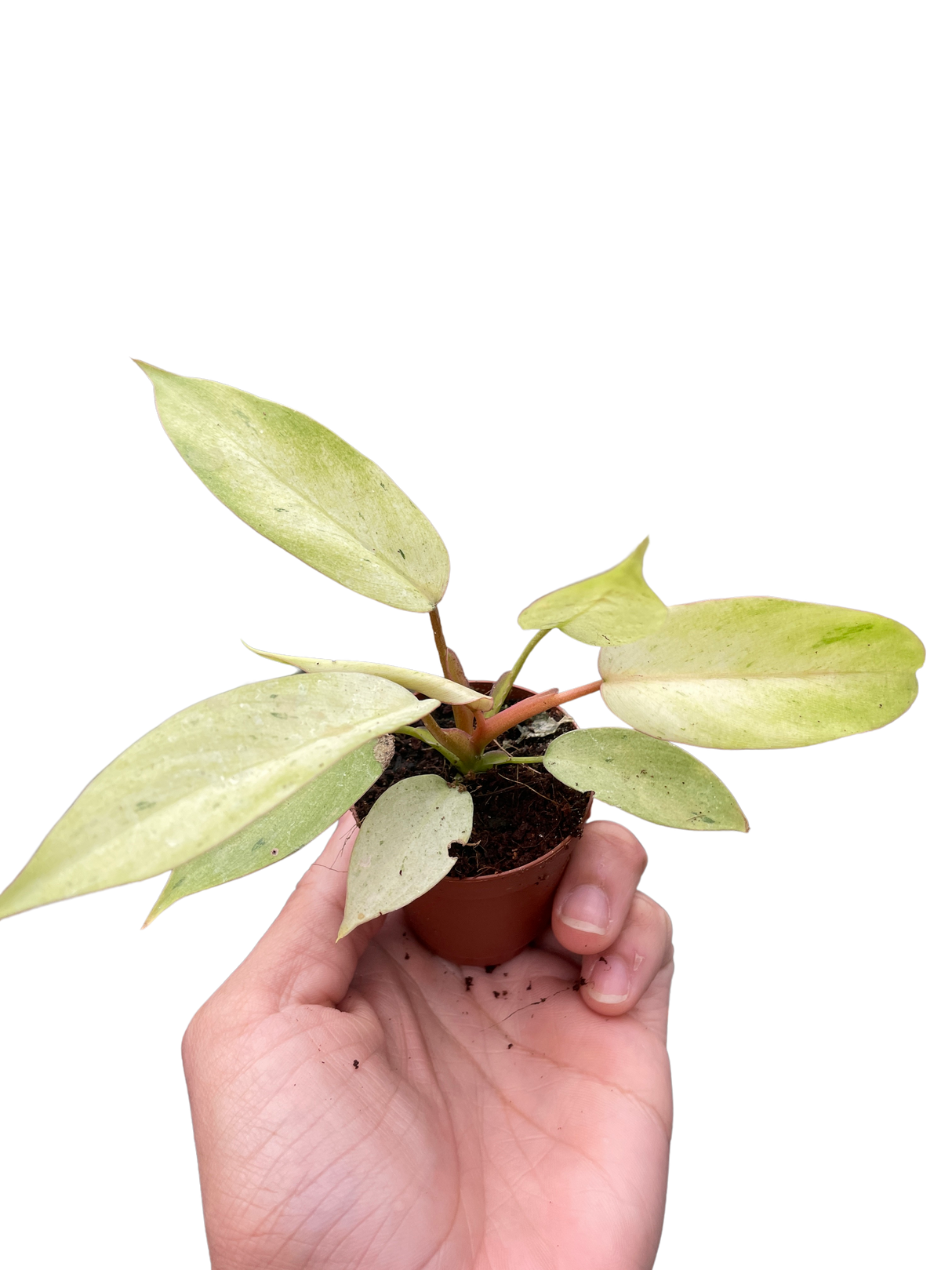 Philodendron 'Snowdrift' indoor houseplant