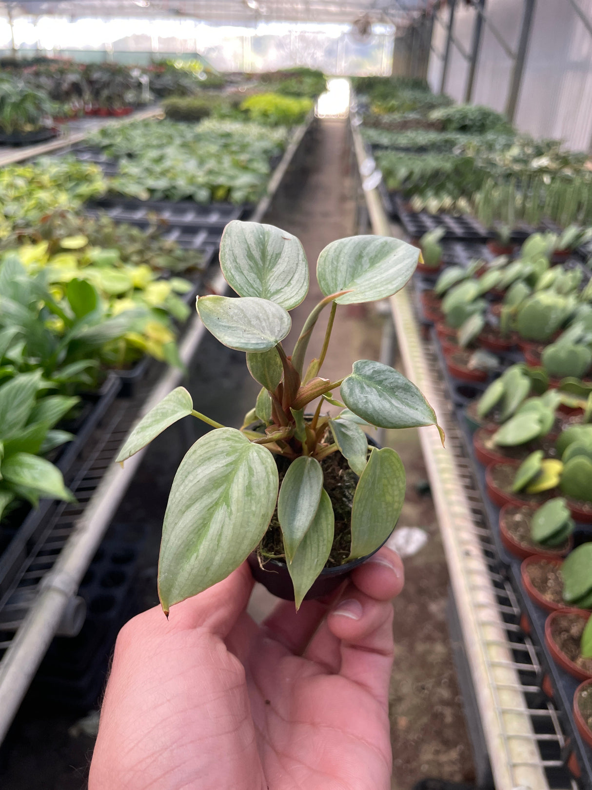 Philodendron 'Sodiroi' indoor houseplant