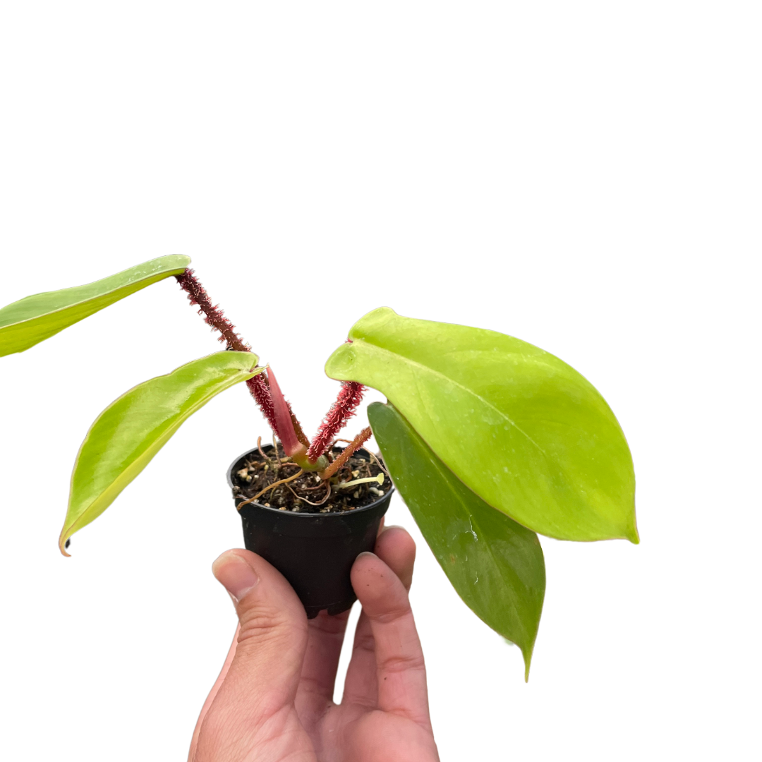 Philodendron 'Squamiferum' indoor houseplant