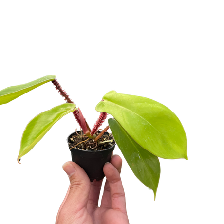 Philodendron 'Squamiferum' indoor houseplant