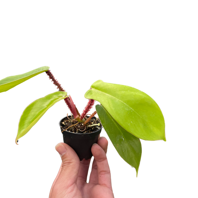 Philodendron 'Squamiferum' indoor houseplant