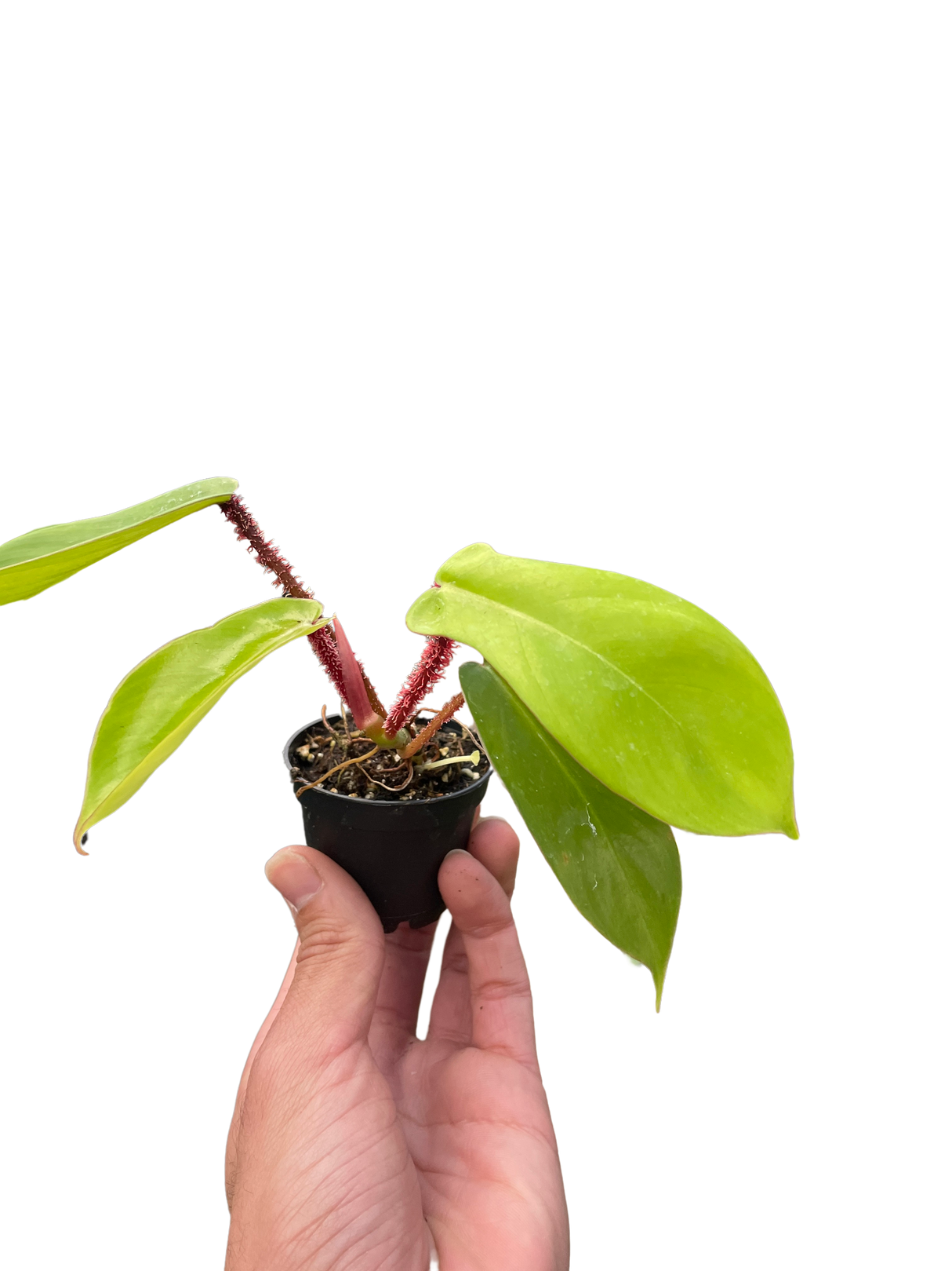 Philodendron 'Squamiferum' indoor houseplant