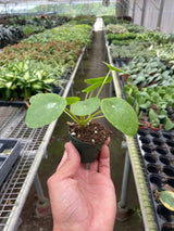 Pilea Peperomioides 'Chinese Money' indoor houseplant