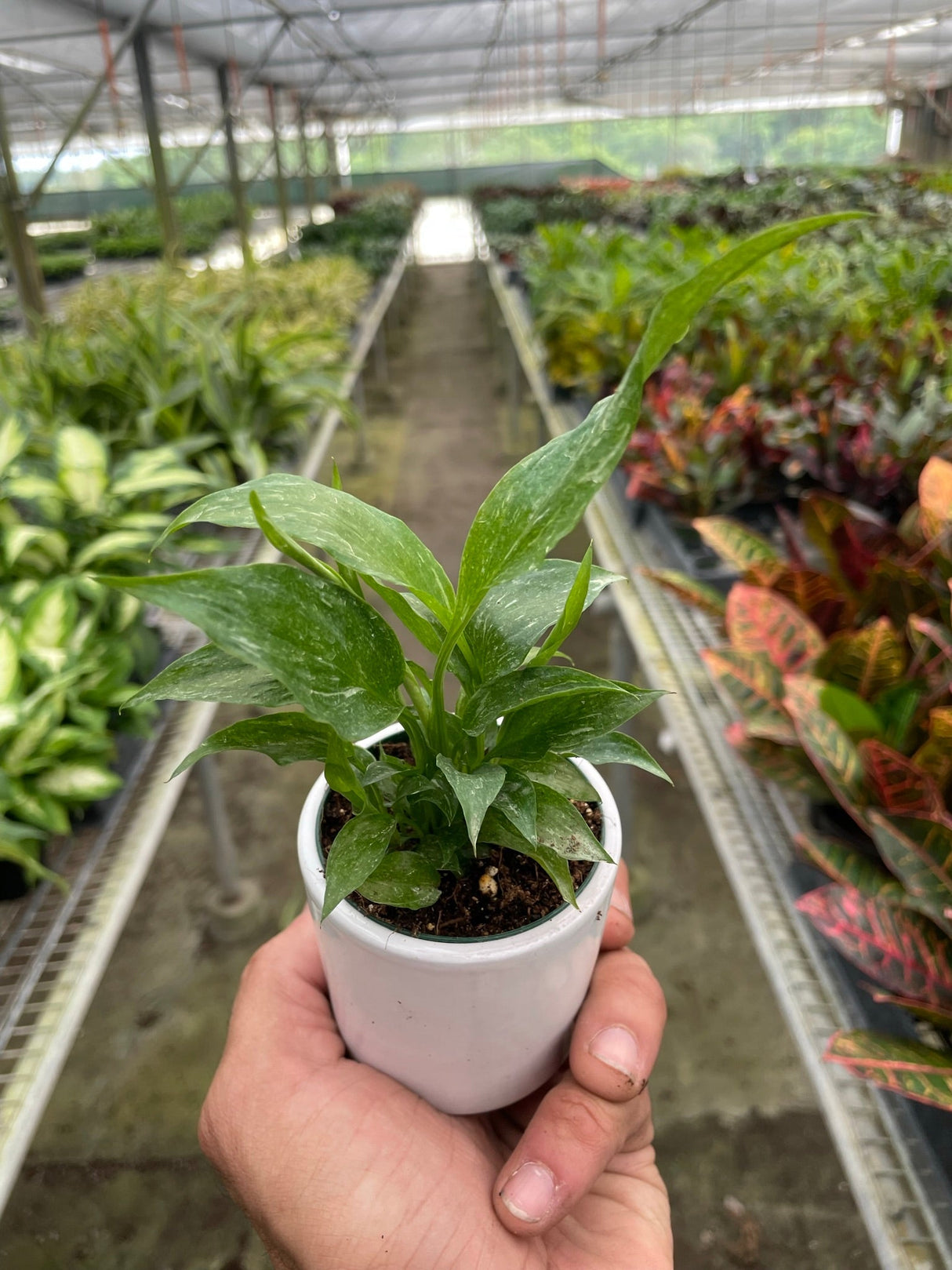 Variegated Spathiphyllum 'Domino' indoor houseplant