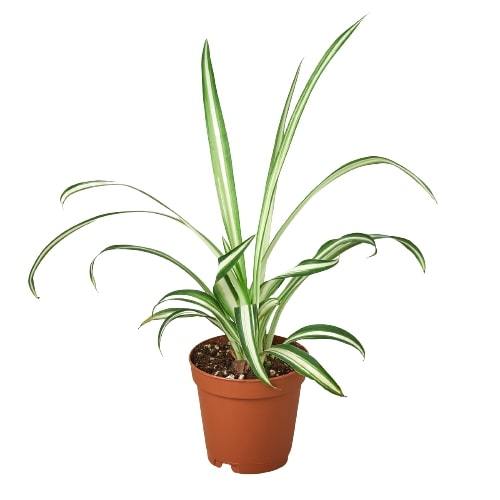 Spider Plant Reverse indoor houseplant