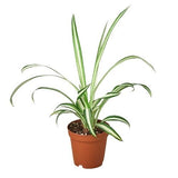 Spider Plant Reverse indoor houseplant