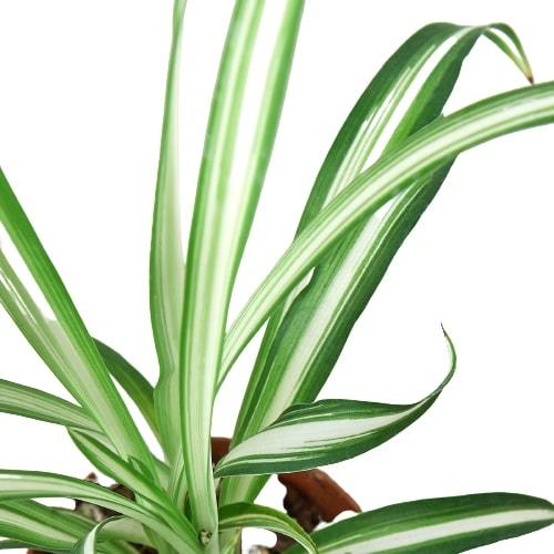 Spider Plant Reverse indoor houseplant