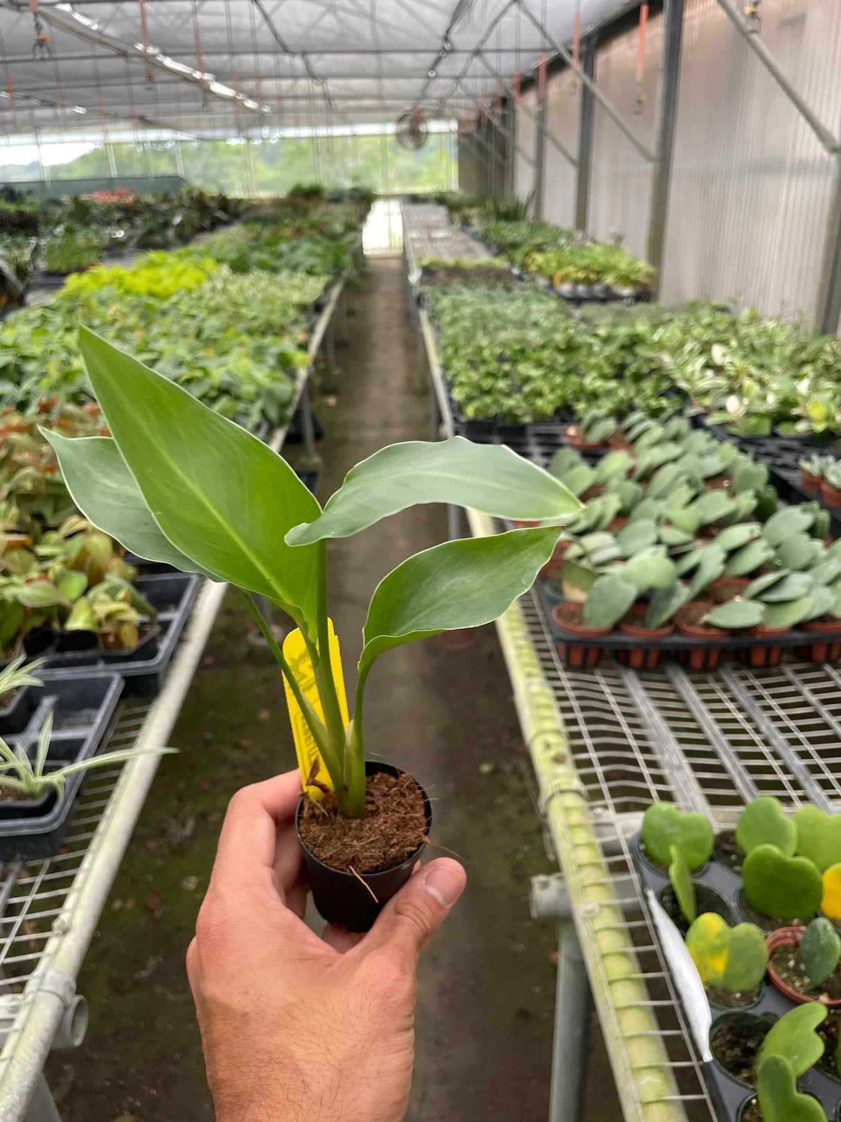 White Bird of Paradise 'Strelitzia Nicolai' indoor hosueplant