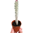 Succulent Euphorbia 'Dragon Bone' indoor houseplant