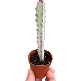 Succulent Euphorbia 'Dragon Bone' indoor houseplant