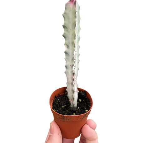 Succulent Euphorbia 'Dragon Bone' indoor houseplant