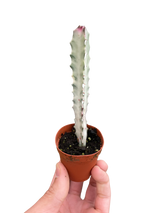 Succulent Euphorbia 'Dragon Bone'