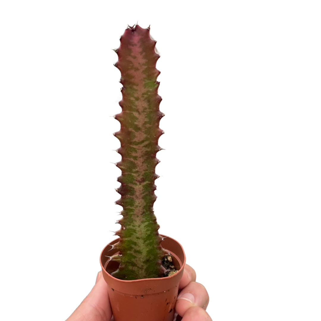 Succulent Euphorbia 'Trigona Rubra' indoor houseplant