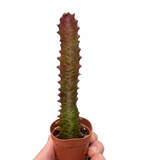 Succulent Euphorbia 'Trigona Rubra' indoor houseplant