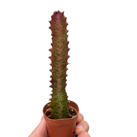 Succulent Euphorbia 'Trigona Rubra' indoor houseplant