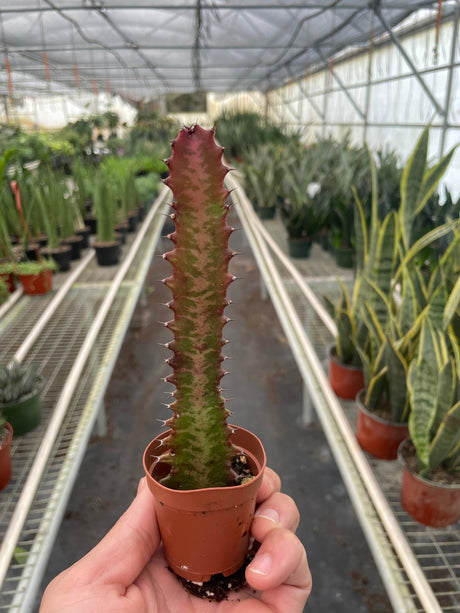 Succulent Euphorbia 'Trigona Rubra' indoor houseplant