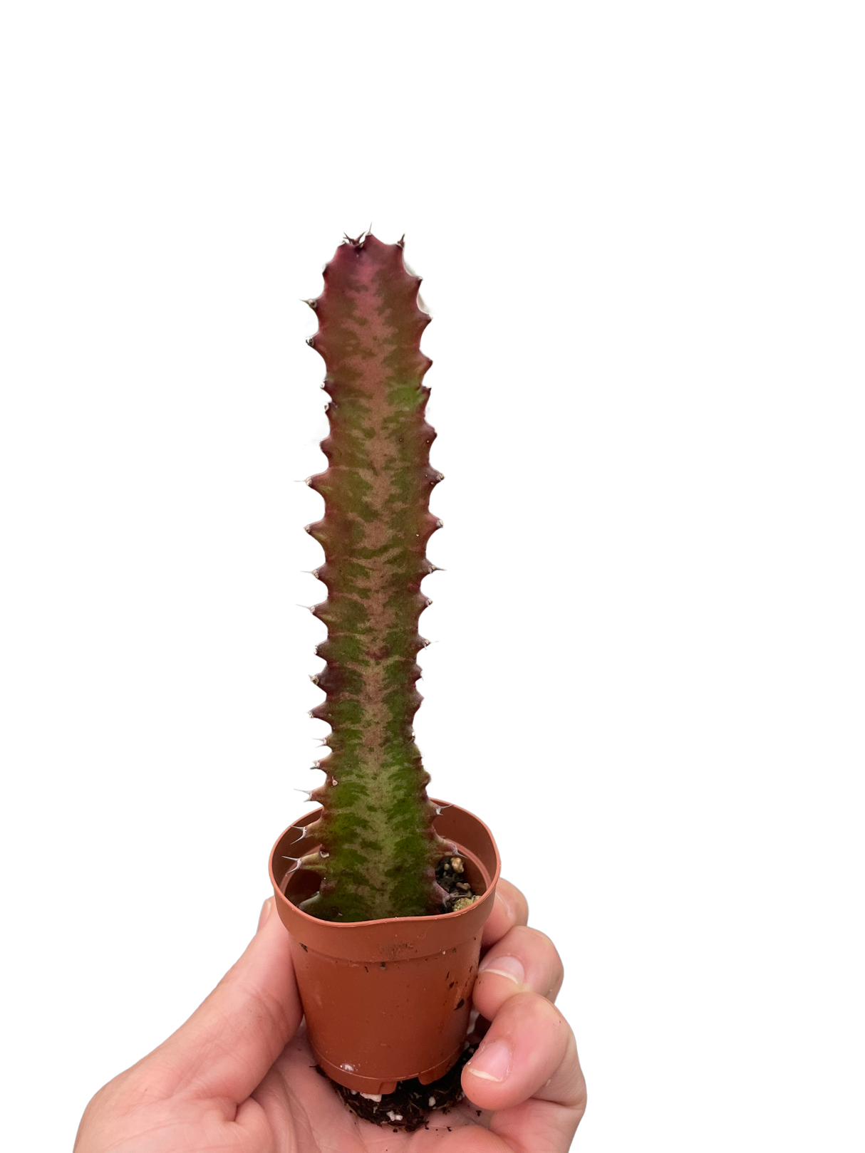 Succulent Euphorbia 'Trigona Rubra' indoor houseplant