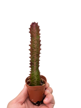 Succulent Euphorbia 'Trigona Rubra' indoor houseplant