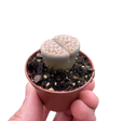 Lithop Living Stone indoor house plant