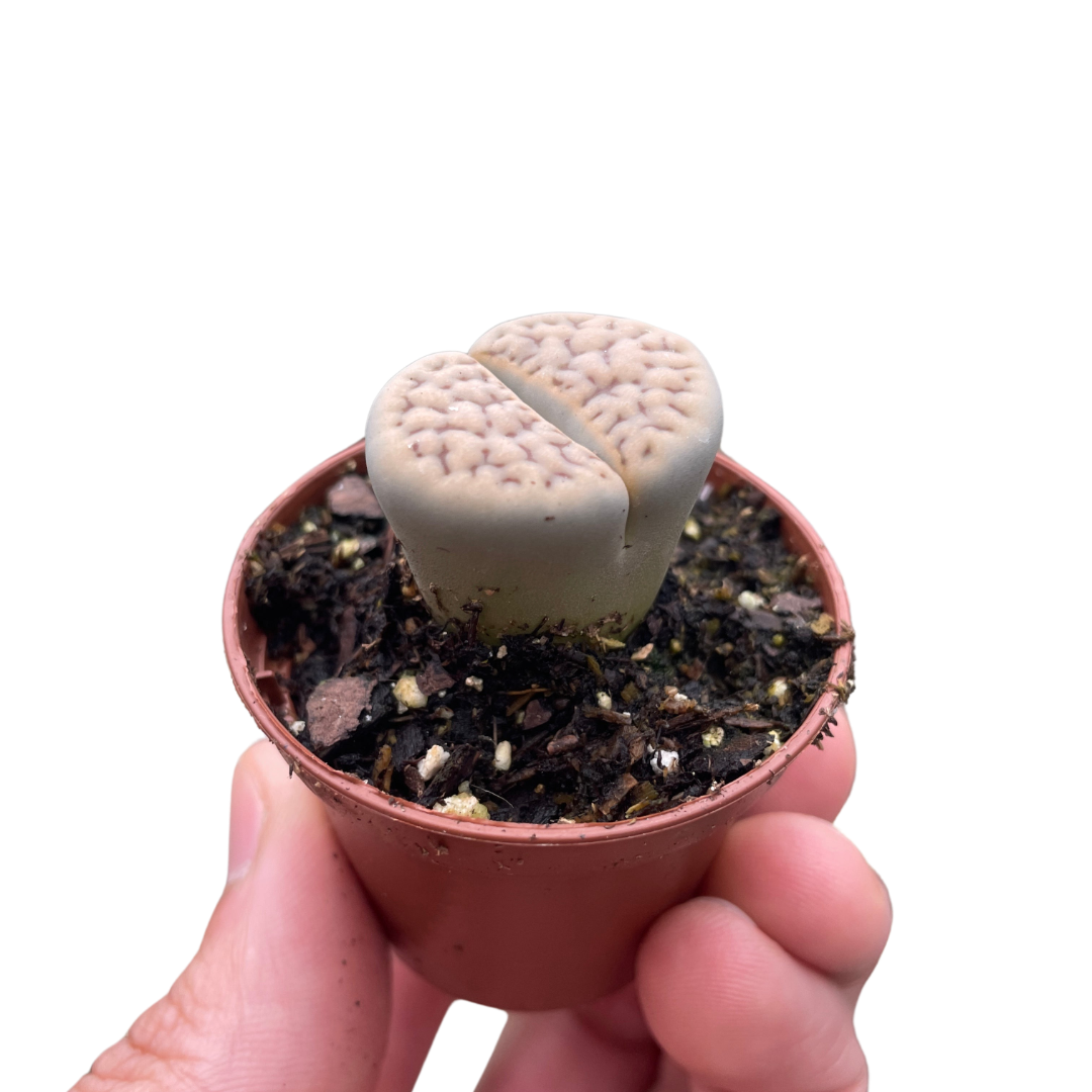 Lithop Living Stone indoor house plant