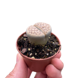 Lithop Living Stone indoor house plant